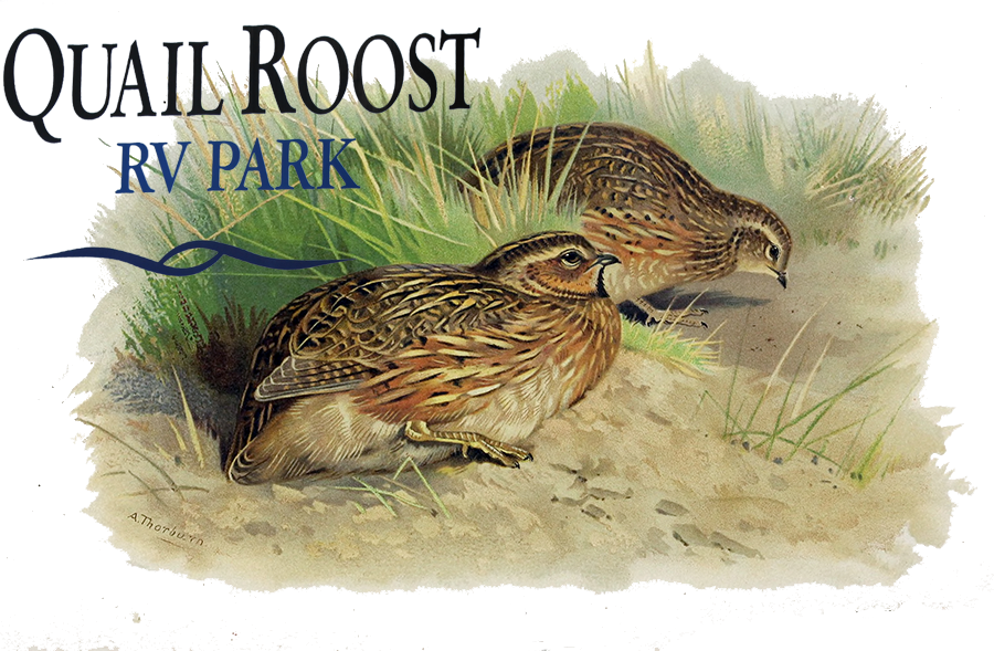 Quail Roost RV Park 